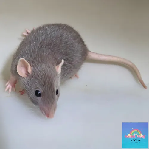 Ratos Twister "Linhagem Paulistana"