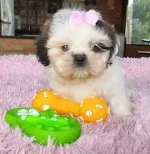 O Shih Tzu descansou confortavelmente perto da janela.