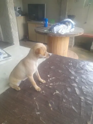 Vende se linda filhotinha de pincher muito docil