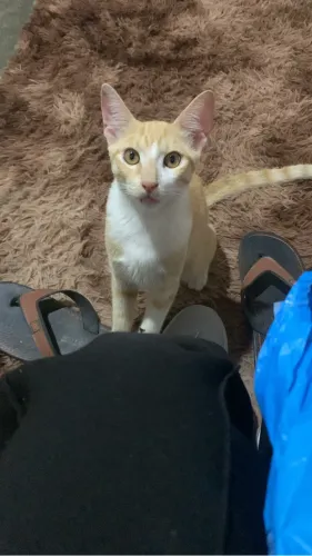 Doa-se gatinho 