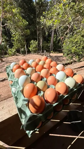 Ovos de galinha caipira 