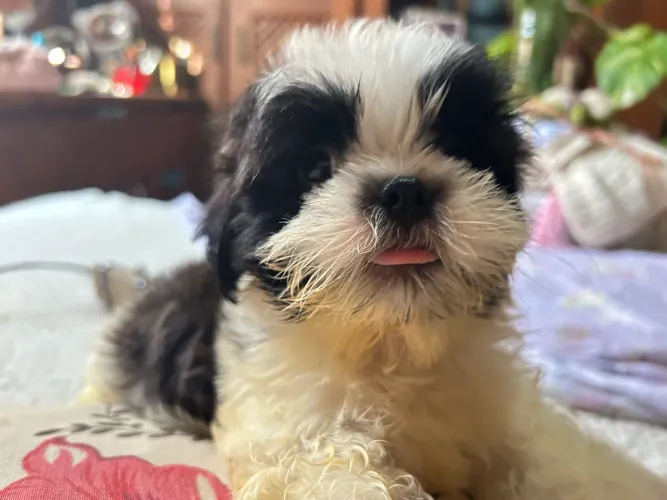 Shihtzu bb de 3 meses disponível