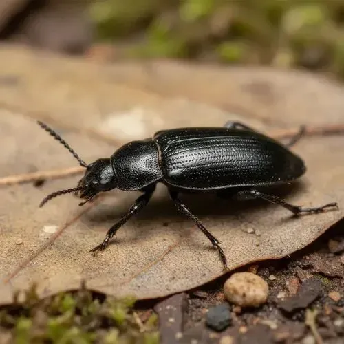 Besouros Tenébrio Molitor