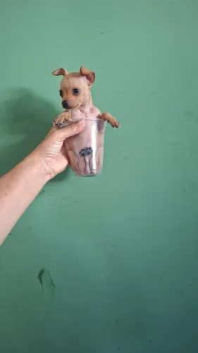 Filhote macho de pinscher 