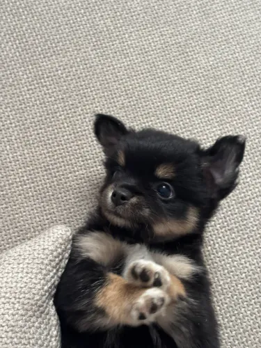 Chihuahua 