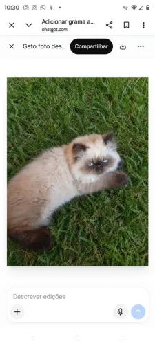 Vendo gatos filhote perca dois meses lindo perfeitos olhos azuis entrego em Arapiraca 