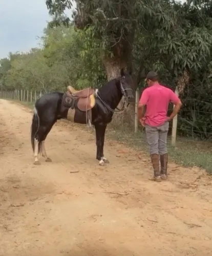 Cavalo Garanhão a Venda ótimo Genuíno picada .