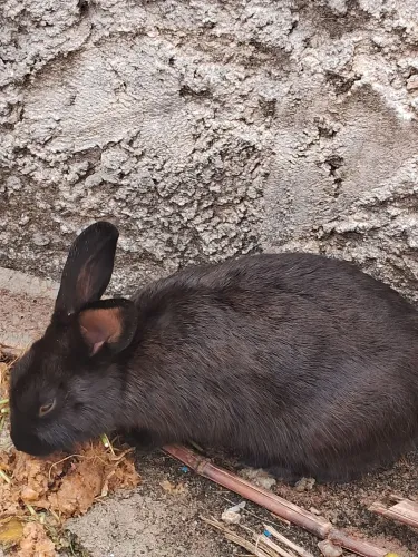Casal de coelhos pretos