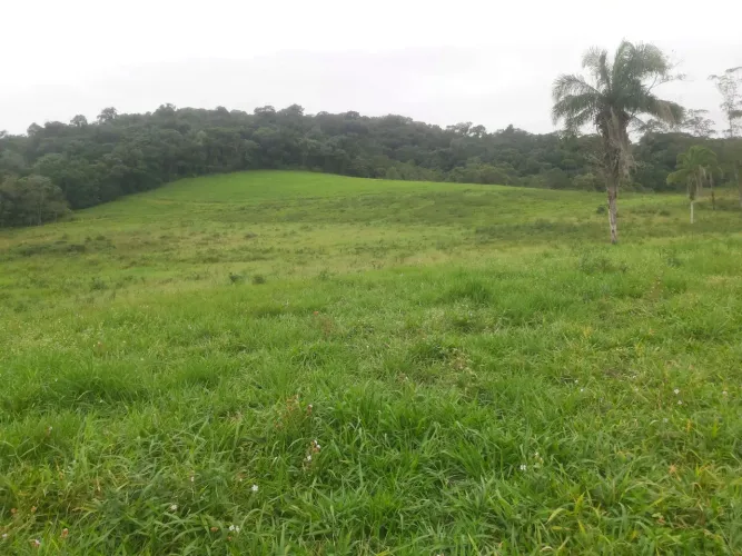 fazenda com 50 hectares