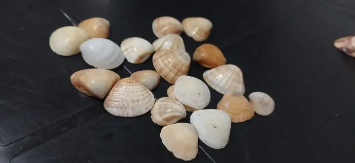Conchas do mar verdadeira