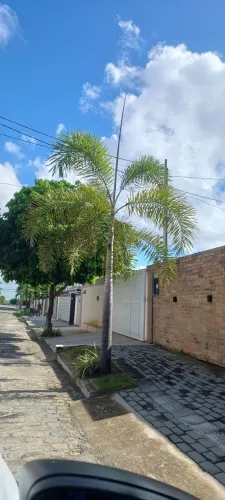 Palmeira rabo de raposa