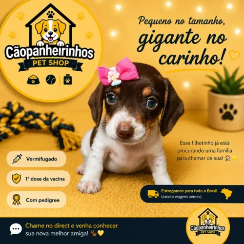 Filhote Dachshund (salsichinha) femea c/ pedigree
