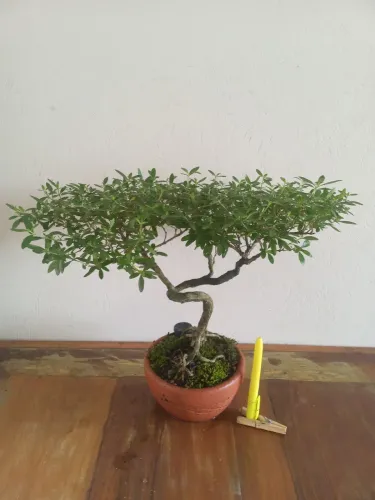 Bonsai