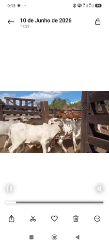 Bezerros 