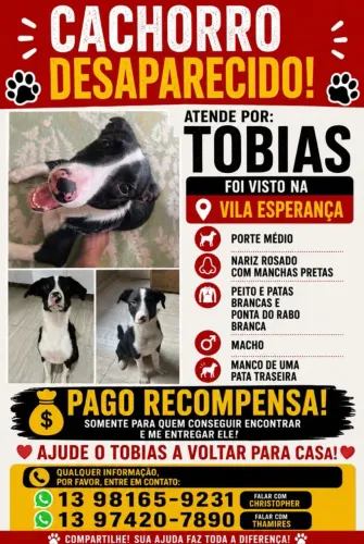 Cachorro macho