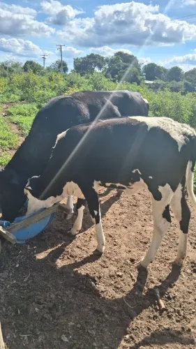 Vaca holandêsa de leite prenha