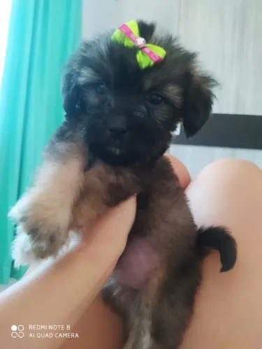 Filhotes Lhasa Apso