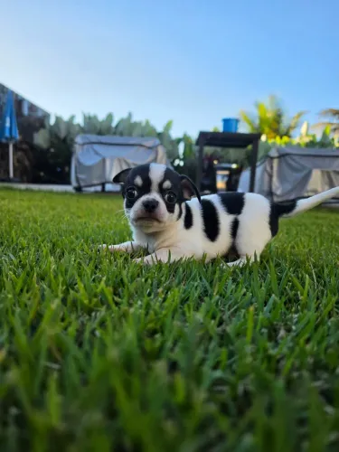 FILHOTES DE CHIHUAHUA