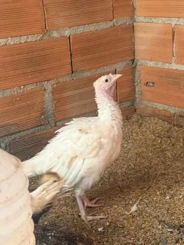 PERU À VENDA ? ÓTIMA OPORTUNIDADE!