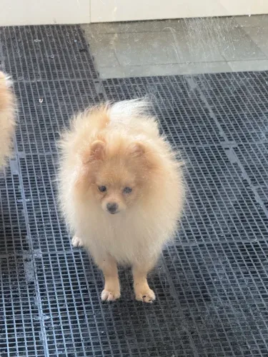 Spitz Alemão Macho Lindo - 5 Meses (3 Doses V8 Importada)