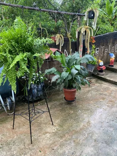 Flor lírio da paz gigante