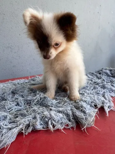 Spitz alemão (fêmea) a venda