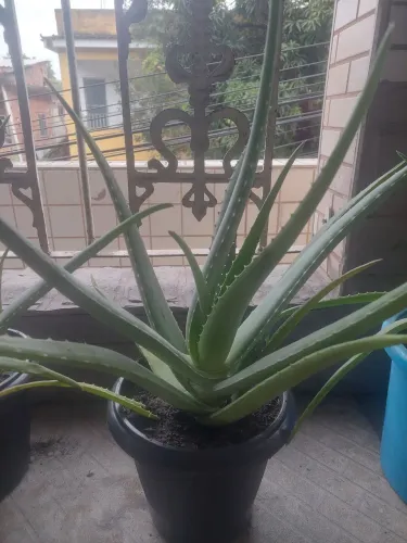 Vendo lote ou a unidade: 18 Mudas De Babosa (Aloe Vera) De 20cm A 70cm -