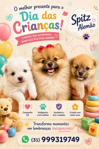 ? Lulu da pomerania - Spitz Alemão ? Uma fofura esperando por você! ?
