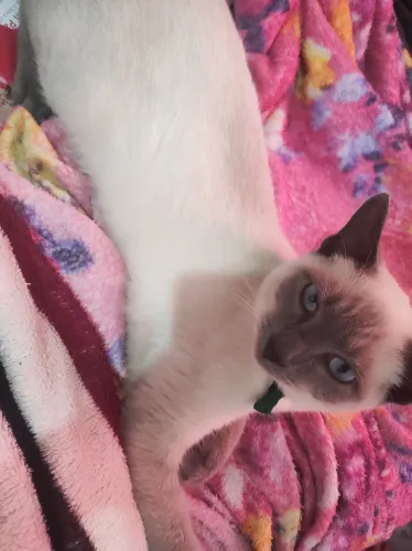 Vendo gato siamês