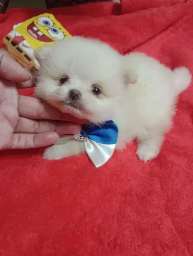 Spitz alemão Anão macho. Em 10x no Cartão. Pedigree e vacina
