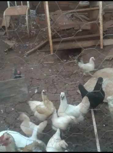 Vendo galinhas ganize 10 cada e galinhos 10