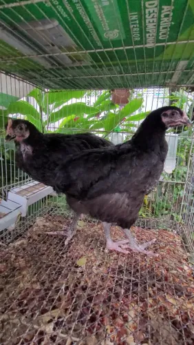 Casal Gigante Negro de Jersey 