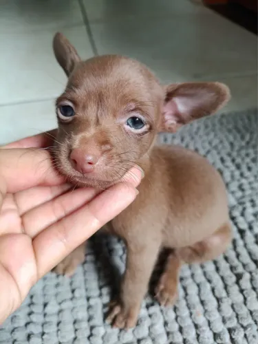 Filhotes de Pinscher Micro