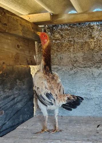 Galinha índia