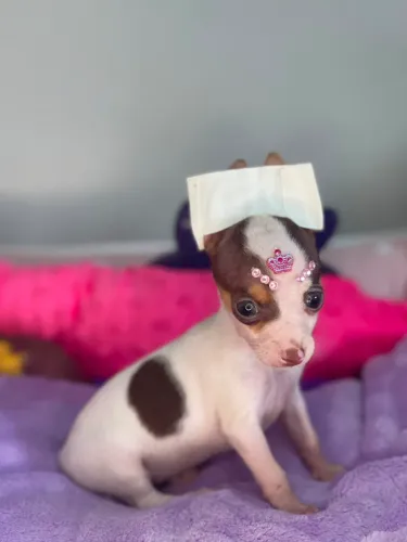 Filhote de Pinscher 0