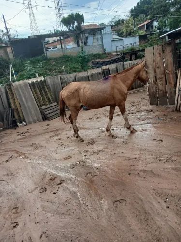 Cavalo macho