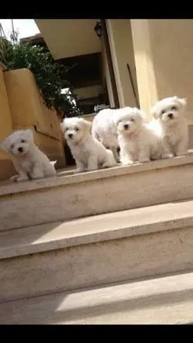 Maltês Seu próximo cachorrinho pode estar aqui conosco