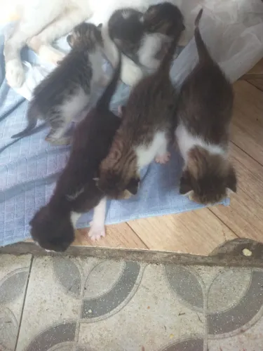 Doação de gato