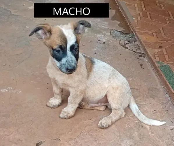 Doa-se Filhotes mestiços de Blue heeler