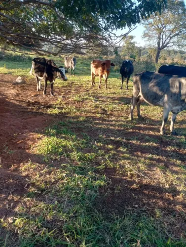 Vendo lote de vacas R$ 50,000