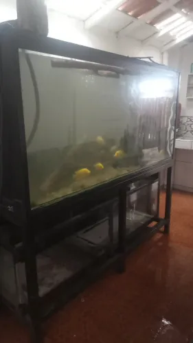 Aquário gigante de 2000 litros