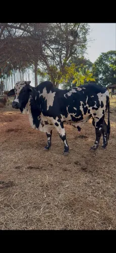 Tourinho Nelore pintado
