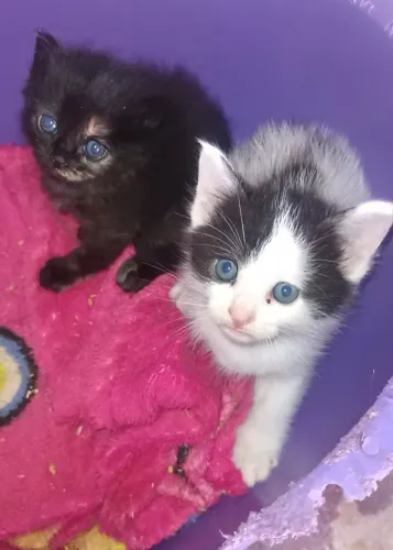 Gatos persa com angorá 