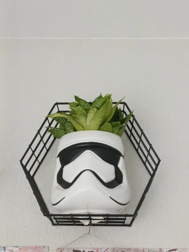 Planta espada de São Jorge + Vaso