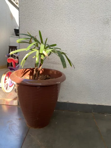 Planta Palmeira Rafis