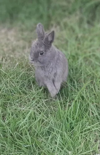 Coelho Netherland Dwarf_ Coelho anão. 