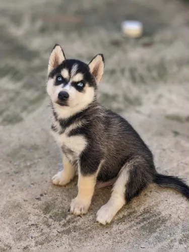 Filhote de husky siberiano 