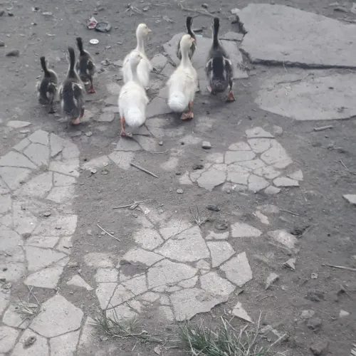 Vendo paturi