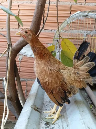 Galos e galinhas