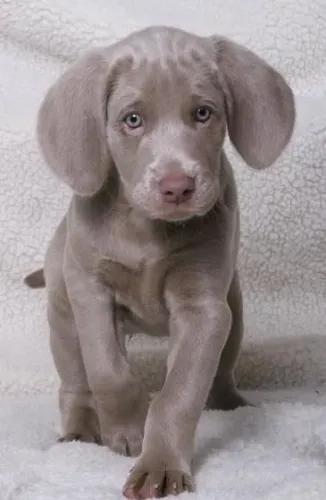 Weimaraner 